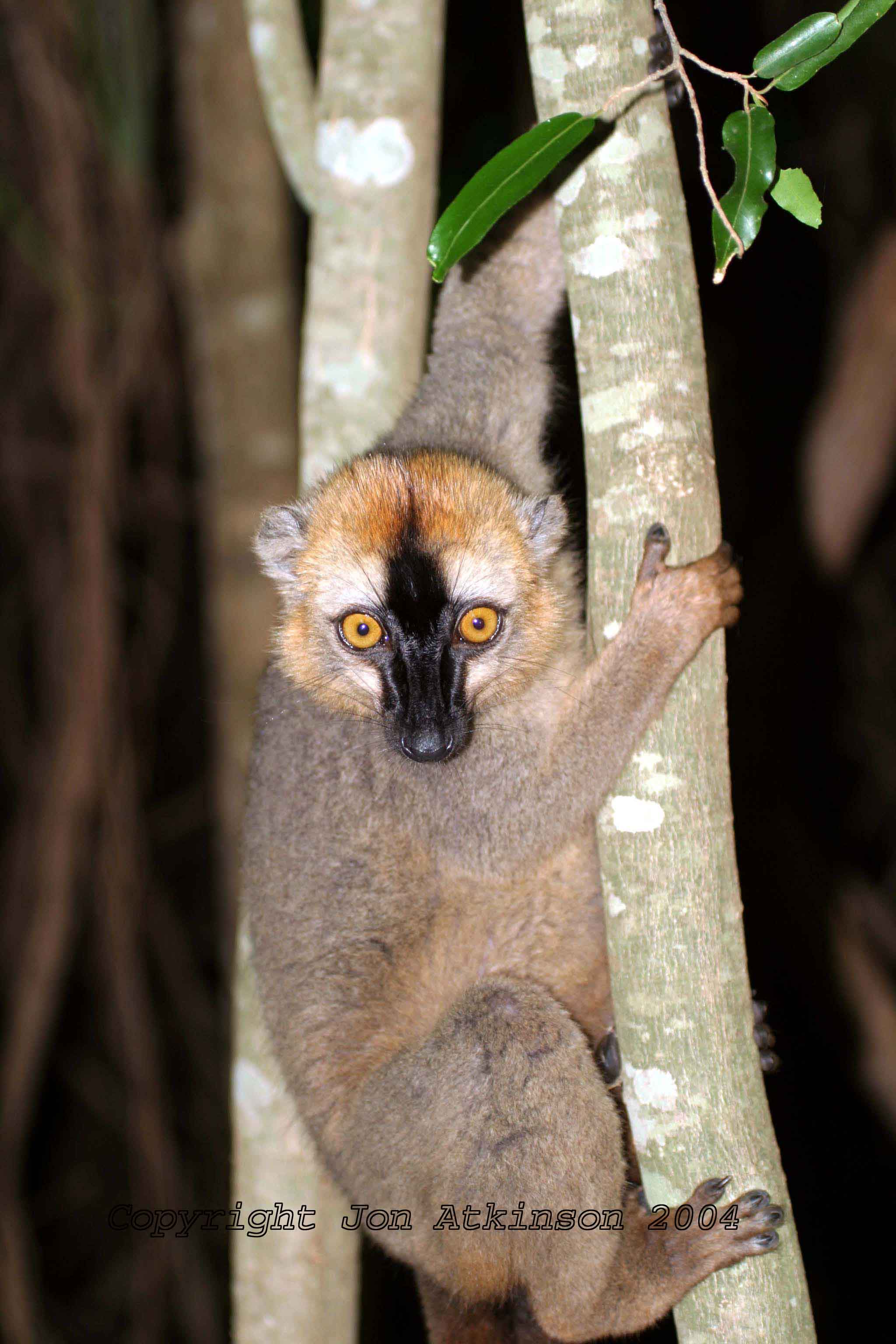Red-Fronted Brown Lemur, Ranomafarma National Park, Madagascar.